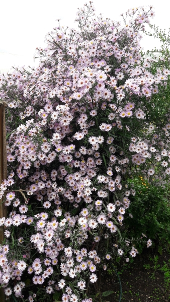 1 Beeches Farm Cottages